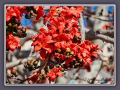 Blüten des Kapokbaumes