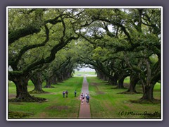 Eichenallee - Oak Alley Plantation - Louisiana