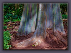 Hawaii Oahu - Botanischer Garten - Rainbow Eucalyptus