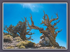 Kalifornien - Bristlecone Pines - Langlebige Kiefer