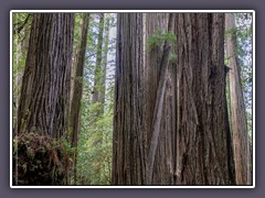 Kalifornien - Küstenredwoods - Sequoia sempervirens