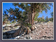 Kalifornien - Langlebige Kiefer wächst in 2200 bis 3700 Metern Höhe