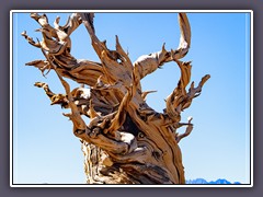 Kalifornien - Manche Bristlecone Pines sind über 3000 Jahre alt