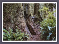 Kalifornien - Redwood State Park - Newton B. Drury Scenic Pkwy