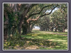 South Carolina - 1 km lange Eichenallee - Avenue of Oaks 1843 gepflanzt