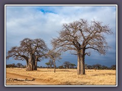 Tanzania - Baobab Bäume können 1000 Jahre alt werden