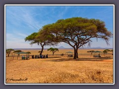Tanzania - Serengeti - Akazienbäume sind Schattenspender
