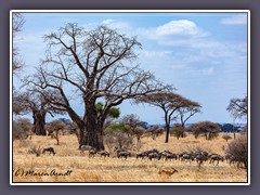 Tanzania - Tarangire NP -Baobab Garten