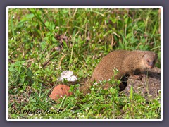 Allgegenwärtig -  Indische Mongoose räubern Schildkrötengelege aus und gefährden auch die Hawaii Gänse