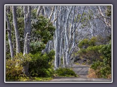 Auf dem Weg zum Mauna Loa Overlook - Koa Bäume säumen die schmale Strasse