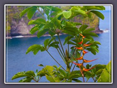 Blütenträume im Botanischen Garten in Hilo an der Onomea Bay