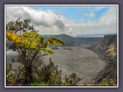Giant Tree Farn am Kilauea Iki Overlook