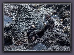 Hawaii schwarze Krabben auf schwarzer Lava
