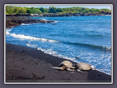 Honu die hawaiische grüne Meeresschildkröte