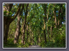 Urwüchsiger tropischer Wald im Puna District