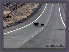Wildlife - Ziegen auf der Saddle Road