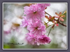 Rosa Frühlingsblüher 