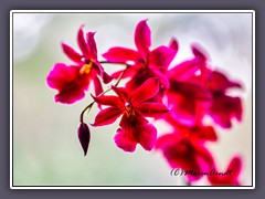 Rote Orchideenpracht