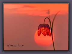 Schachbrettblume im Sonnenaufgang