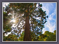 Mammuthbaum - Sequoia auf dem Riensberger Friedhof