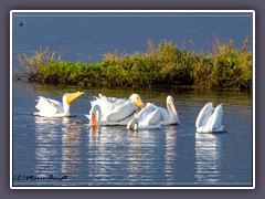 Bolsa Chica - American white Pelicans