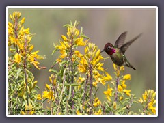 Bolsa Chica - Annas Hummingbird