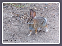 Bolsa Chica - Cottontail Rabbit