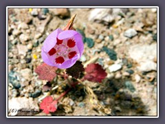 Death Valley - Desert Five Spot Flower