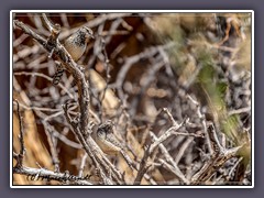 Joshuatree NP - Cactus Wrens