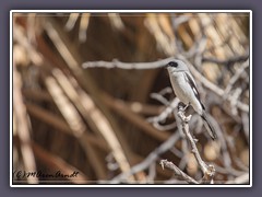 Joshuatree NP - Great Grey Shrike
