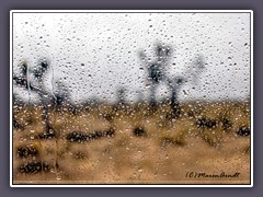 Joshuatree NP - it never rains in california