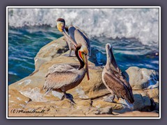 La Jolla - Brown Pelicans