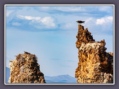 Mono Lake - Ospreys brüten auf den Tuffsteinen im Salzsee