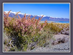 Mono Lake - Wüstenpfirsiche blühen