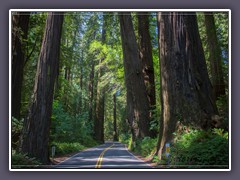 Redwood NP - Avenue of the Giants
