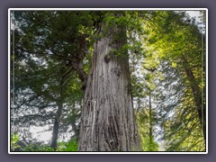 Redwood NP - Big Tree