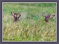 Redwood NP - Elks im Gras bei Elks Meadows