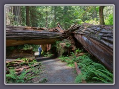 Redwood NP - Gefallene Riesen