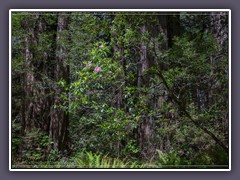 Redwood NP - Lady Bird Johnson Grove Trail