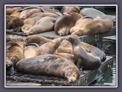 San Francisco - die berühmten Seelöwen von Pier 39