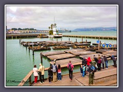San Francisco - Pier 39 Seelöwenhafen