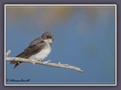 San Joaquin River Wildlife Refuge - Tree Swallow