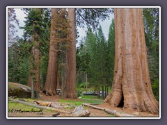 Sequoia NP - dickes Auto zwischen dicken Bäumen