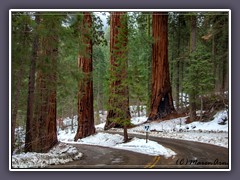 Sequoia NP - die Wächter