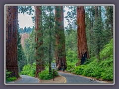 Sequoia NP - die Wächter im Frühling