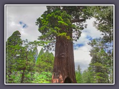Sequoia NP - General Grant