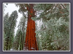 Sequoia NP - General Sherman