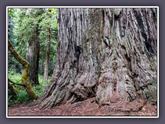 Big Trees - Küstenredwoods
