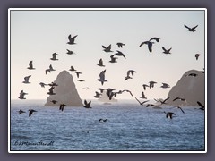 Die Vögel von Bodega Bay