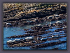 Harbour Seals - Seehunde